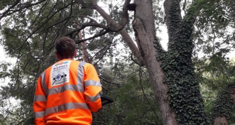 The Benefits of Regular Tree Inspections by Experts