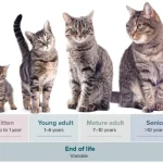 kitten age chart