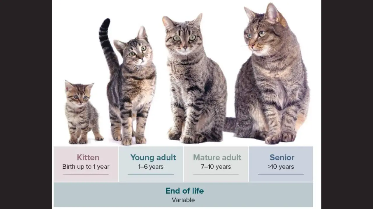 kitten age chart